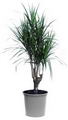 Dracaena Marginata